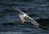 SBG002: Black-backed gull