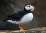 Horned Puffin at the Alaska Sealife Centre, Seward