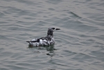 Black Guillemot