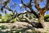 Paperwood Tree ~ W. Australia
