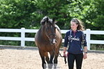 Trot Up 3pm to 4pm portfolio