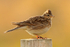 Backlit shot of a Skylark perched on a fence post on Islay