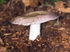 Blewit