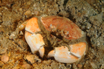 Atelecyclus rotundatus