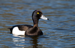 Tufted Duck