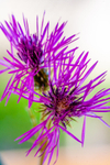 flower-2