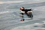 Puffin 3156