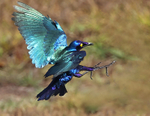 Purple Glossy Starling