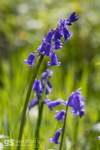 Bluebells