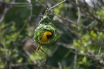 Southern Masked Weaver - SA