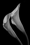 TWO CALLAS