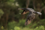 Neotropic Cormorant flying, Corixo Negro, Mato Grosso, Brazil