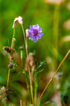 scabious-7291