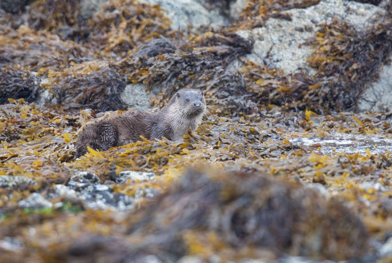 Eurasian Otter - Isle of Mull - Scotland
