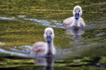Cygnets _AGT077