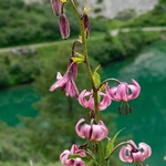 Martagon lily[ or Turk's cap lily (Lilium martagon)  