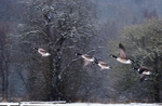Canada Goose