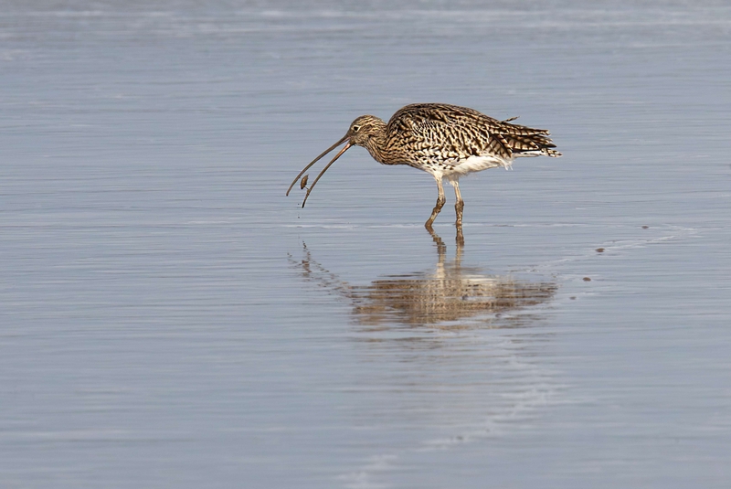 Eurasian Curlew - Dee Estuary - North Wales