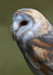 Barn owl