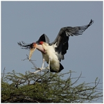 Marabou Stork building its Nest