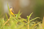 Tropical Kingbird portfolio