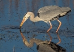 7.Heron Fishing
