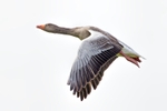 Greylag Goose - Anser anser