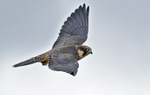 Hobby