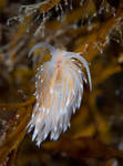 Facelina bostoniensis