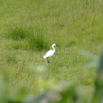 29th May Little Egret