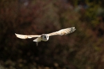 Barn Owl 1