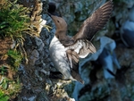 Common Guillemot