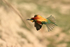 European Bee-eater in flight, Montgai, Spain