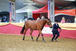 SBM_17198