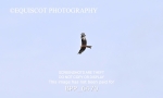 BPP_6470
