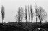 Birches (Bierkenau) #2