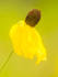 Gray Coneflower