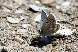 Glandon Blue