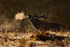 Red Deer (stag)