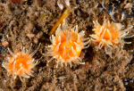 Balanophyllia regia