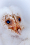 barn owl tyto alba-9732