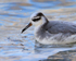 Close-up of Grey Phalarope with food at Farmoor Reservoir
