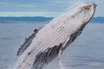 0A3A6177. Breach in Glassy Water 5