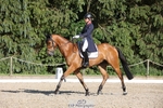 182-HARTHILL_FLAMENCO-Izzy_Taylor-WEDTrotUp+DR portfolio