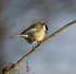 Great Tit