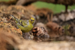 Citril Finch portfolio