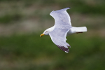 Herring Gull