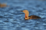 Red-throated Diver early morning, Floi, Iceland