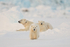 Polar Bears (female & two cubs), Svalbard, Norway