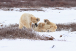 Polar Bear stands over another on ground, Churchill